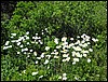 IMG_0168.JPG