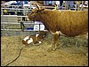 IMG_0083.jpg